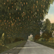 Illustration for article titled Before the Palm, the Pepper Was Southern California's Most Iconic Tree